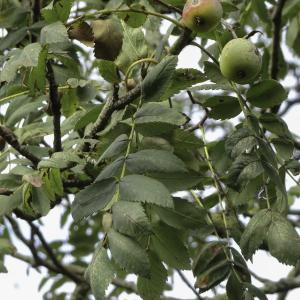 Photographie n°2453170 du taxon Sorbus domestica L.