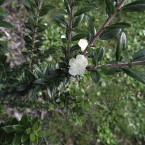  - Myrtus communis var. tarentina L. [1753]