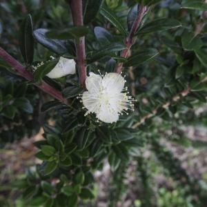  - Myrtus communis var. tarentina L. [1753]