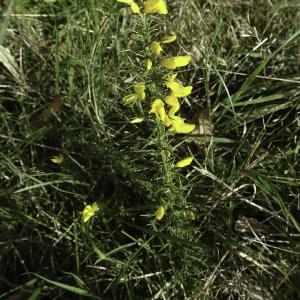 Photographie n°2453181 du taxon Ulex minor Roth