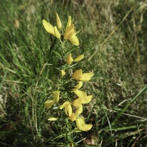 Photographie n°2453184 du taxon Ulex minor Roth