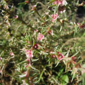 Photographie n°2453220 du taxon Salsola kali L.