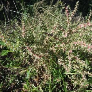 Photographie n°2453222 du taxon Salsola kali L.