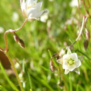 Photographie n°2453315 du taxon Spergula arvensis L. [1753]