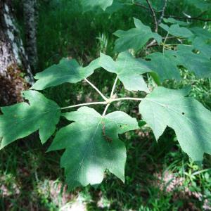 Photographie n°2453343 du taxon Sorbus torminalis (L.) Crantz [1763]