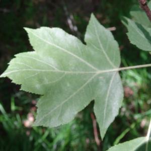 Photographie n°2453344 du taxon Sorbus torminalis (L.) Crantz [1763]
