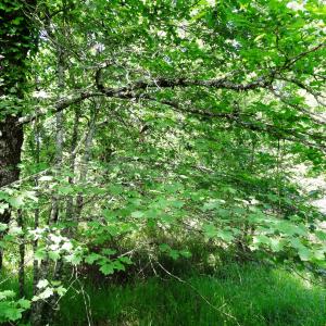 Photographie n°2453348 du taxon Sorbus torminalis (L.) Crantz [1763]