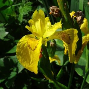 Photographie n°2453353 du taxon Iris pseudacorus L.