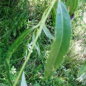 Photographie n°2453361 du taxon Salix babylonica L. [1753]