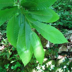 Photographie n°2453373 du taxon Castanea sativa Mill.