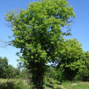 Photographie n°2453386 du taxon Castanea sativa Mill.