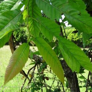 Photographie n°2453387 du taxon Castanea sativa Mill.