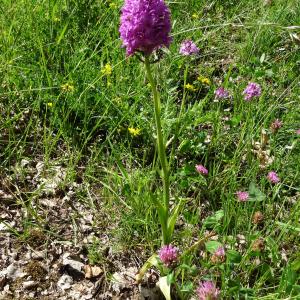 Photographie n°2453412 du taxon Anacamptis pyramidalis (L.) Rich. [1817]