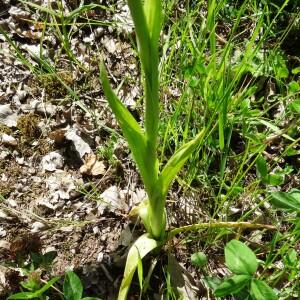 Photographie n°2453415 du taxon Anacamptis pyramidalis (L.) Rich. [1817]