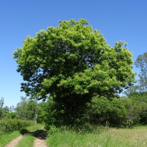 Photographie n°2453420 du taxon Castanea sativa Mill.