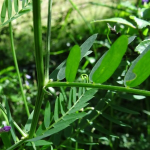 Photographie n°2453431 du taxon Vicia cracca L.