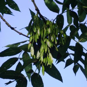 Photographie n°2453453 du taxon Fraxinus excelsior L. [1753]