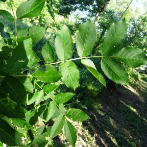 Photographie n°2453454 du taxon Fraxinus excelsior L. [1753]