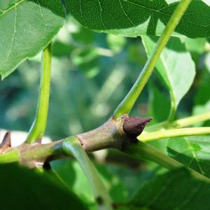 Photographie n°2453456 du taxon Fraxinus excelsior L. [1753]