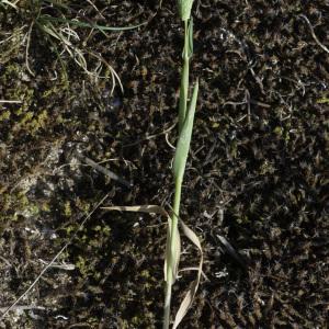 Photographie n°2453515 du taxon Phleum arenarium L.