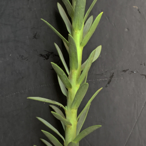 Photographie n°2453524 du taxon Euphorbia paralias L. [1753]