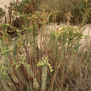 Photographie n°2453525 du taxon Euphorbia paralias L. [1753]