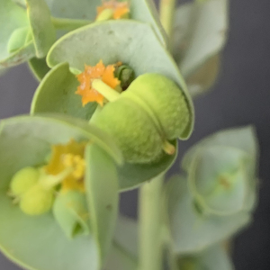 Photographie n°2453531 du taxon Euphorbia paralias L. [1753]