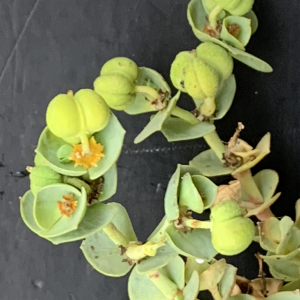 Photographie n°2453535 du taxon Euphorbia paralias L. [1753]