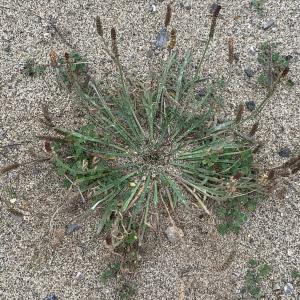  - Plantago coronopus L.