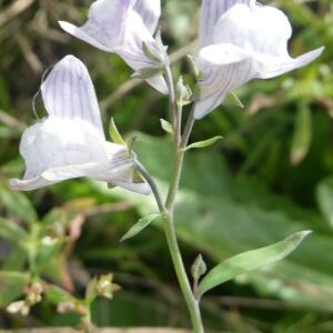 Photographie n°2453588 du taxon Linaria repens (L.) Mill. [1768]