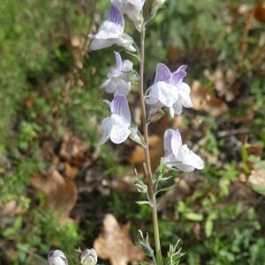 Photographie n°2453589 du taxon Linaria repens (L.) Mill. [1768]