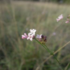 Photographie n°2453616 du taxon Asperula cynanchica L.