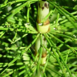 Photographie n°2453633 du taxon Equisetum pratense Ehrh. [1784]