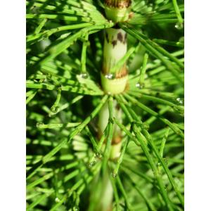 Equisetum amphibolium Retz. & Sandmark (Prêle des prés)