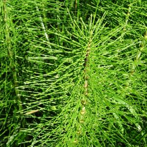 Photographie n°2453635 du taxon Equisetum pratense Ehrh. [1784]