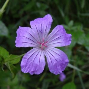 Photographie n°2453636 du taxon Geranium nodosum L. [1753]