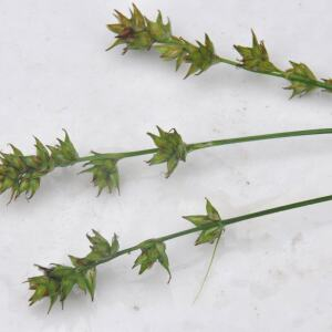 Photographie n°2453650 du taxon Carex leersii F.W.Schultz