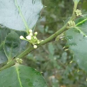 Photographie n°2453705 du taxon Ilex aquifolium L.