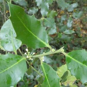 Photographie n°2453706 du taxon Ilex aquifolium L.