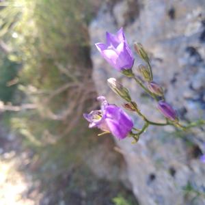 Photographie n°2453743 du taxon Campanula L. [1753]