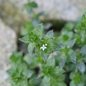 Photographie n°2453791 du taxon Sherardia arvensis L.