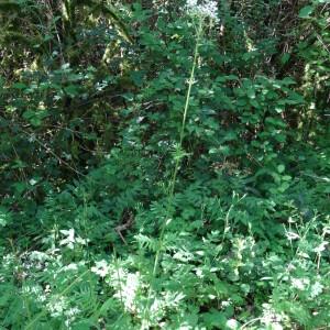 Photographie n°2453873 du taxon Valeriana officinalis L.