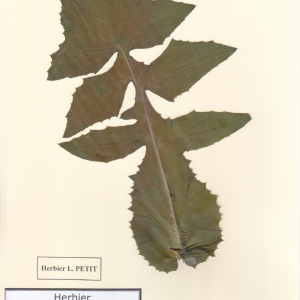Photographie n°2453919 du taxon Sonchus oleraceus L. [1753]