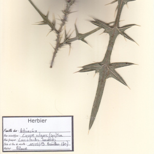 Photographie n°2453969 du taxon Cirsium vulgare (Savi) Ten. [1838]