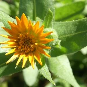 Photographie n°2453984 du taxon Calendula arvensis L. [1763]