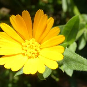 Photographie n°2453985 du taxon Calendula arvensis L. [1763]