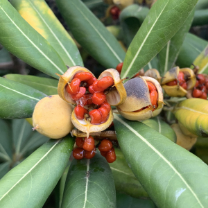 Photographie n°2454028 du taxon Pittosporum tobira (Thunb.) W.T.Aiton [1811]