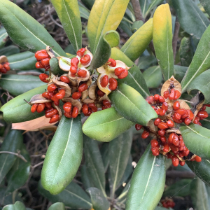 Photographie n°2454036 du taxon Pittosporum tobira (Thunb.) W.T.Aiton [1811]