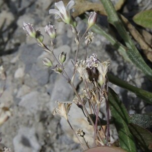 Photographie n°2454054 du taxon Petrorhagia saxifraga (L.) Link [1829]