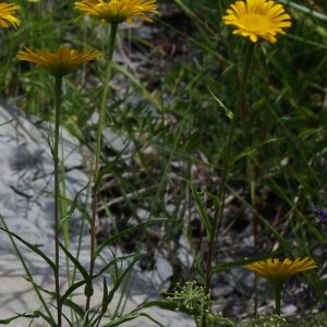 Photographie n°2454065 du taxon Buphthalmum salicifolium L. [1753]